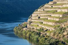 Douro-Vineyards-opt.jpg