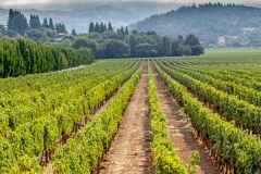 sterling-vineyards-at-california-opt.jpg