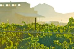 callaghan-vineyards-Arizona-opt.jpg